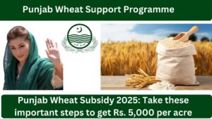 CM Punjab Wheat Support Program 2025 –  Effective Financial Assistance for Farmers in Punjab